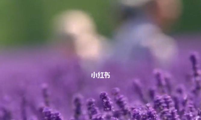 《紫色梦幻手游攻略新手》（紫色梦幻手游攻略心得分享，助你成为顶级玩家）